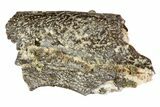 Permian Reptile (Captorhinus) Skull Section - Oklahoma #79483-1